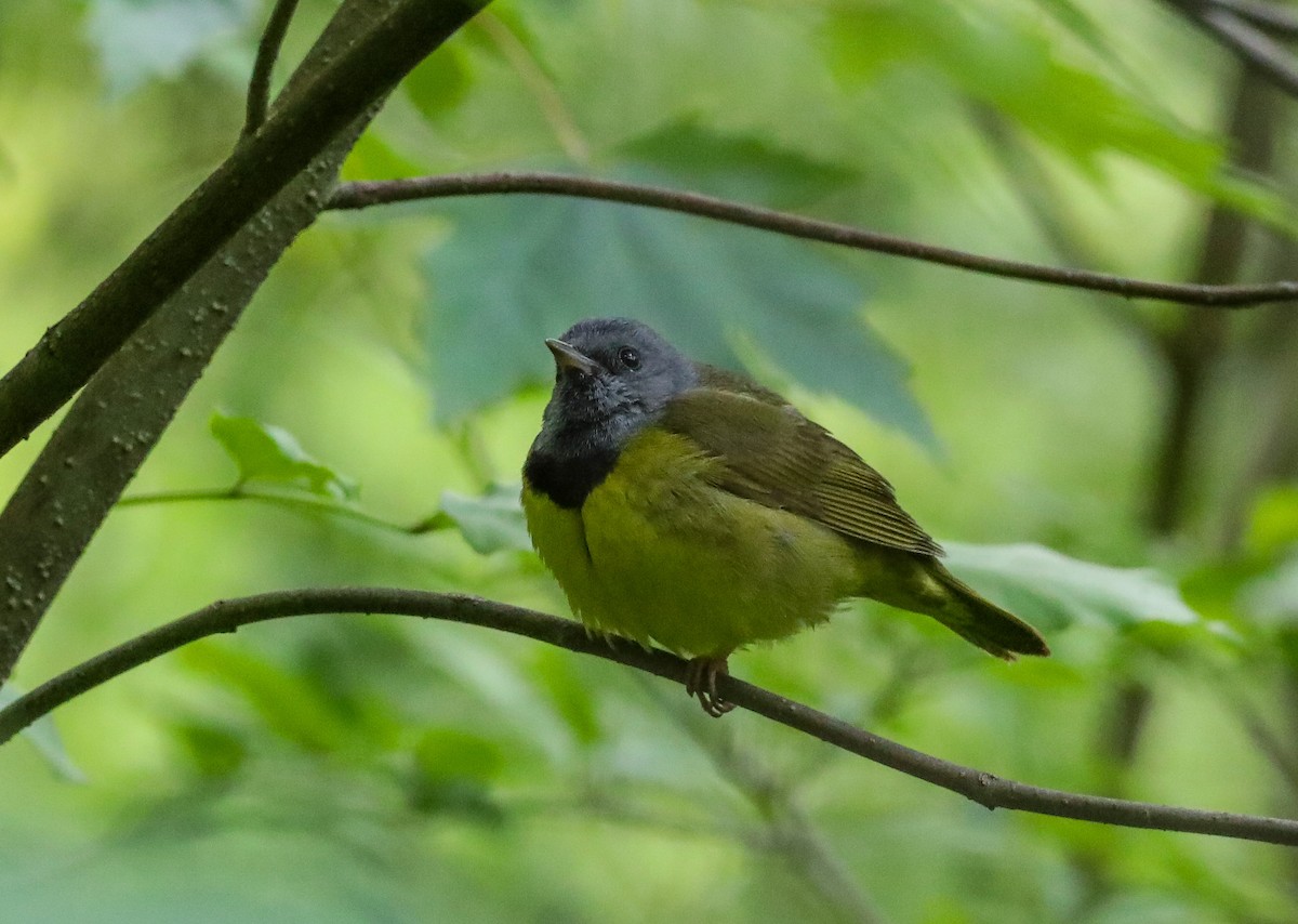 Mourning Warbler - ML636419614