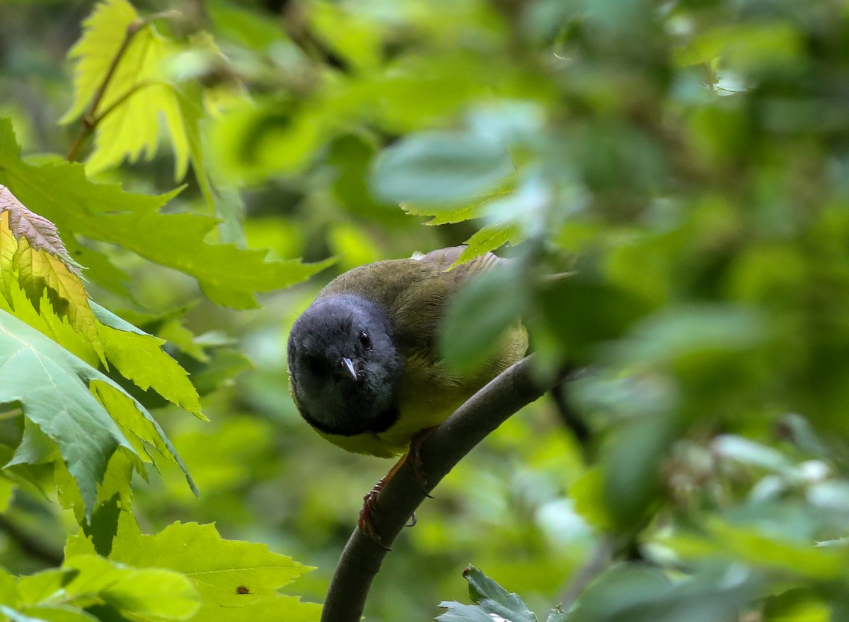 Mourning Warbler - ML636419618