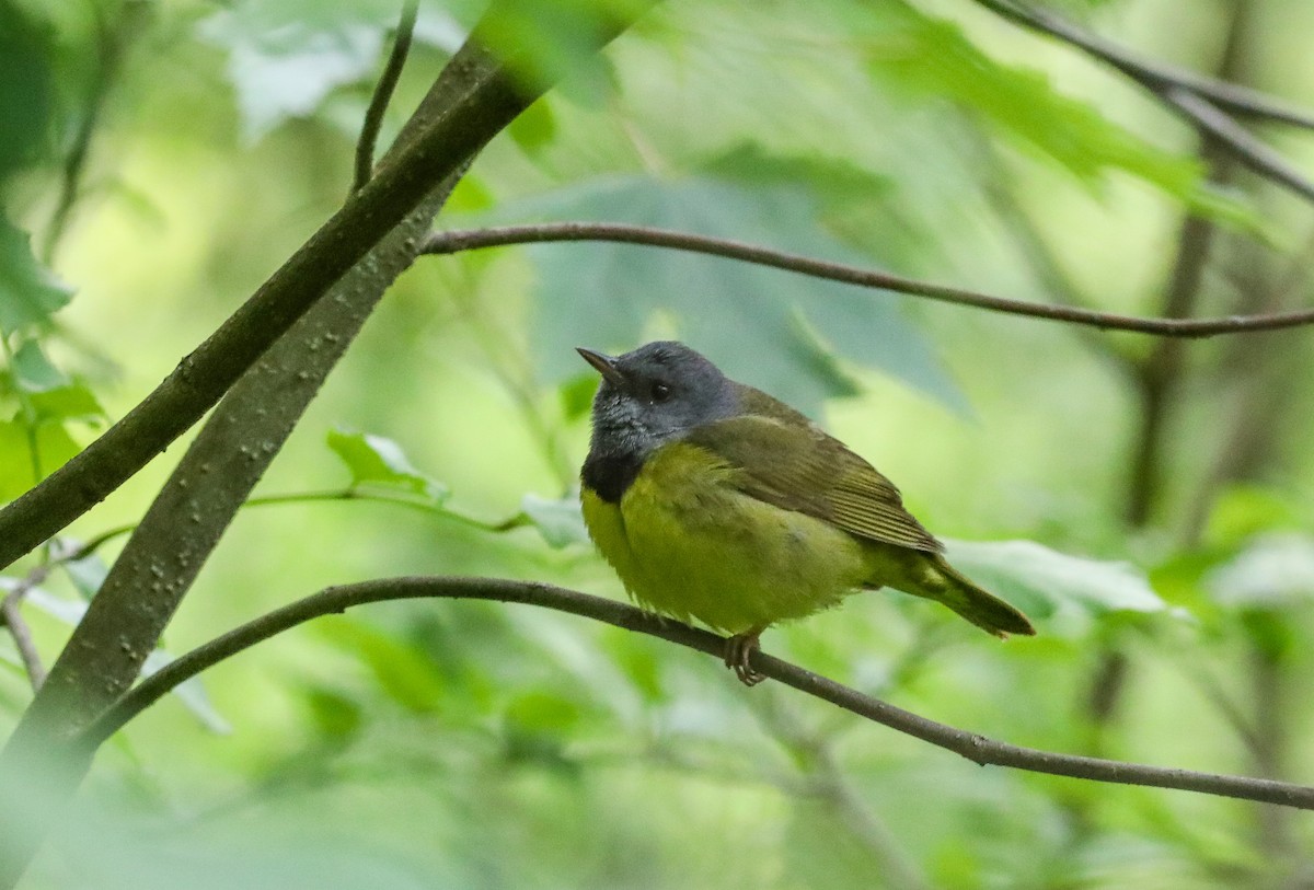 Mourning Warbler - ML636419619