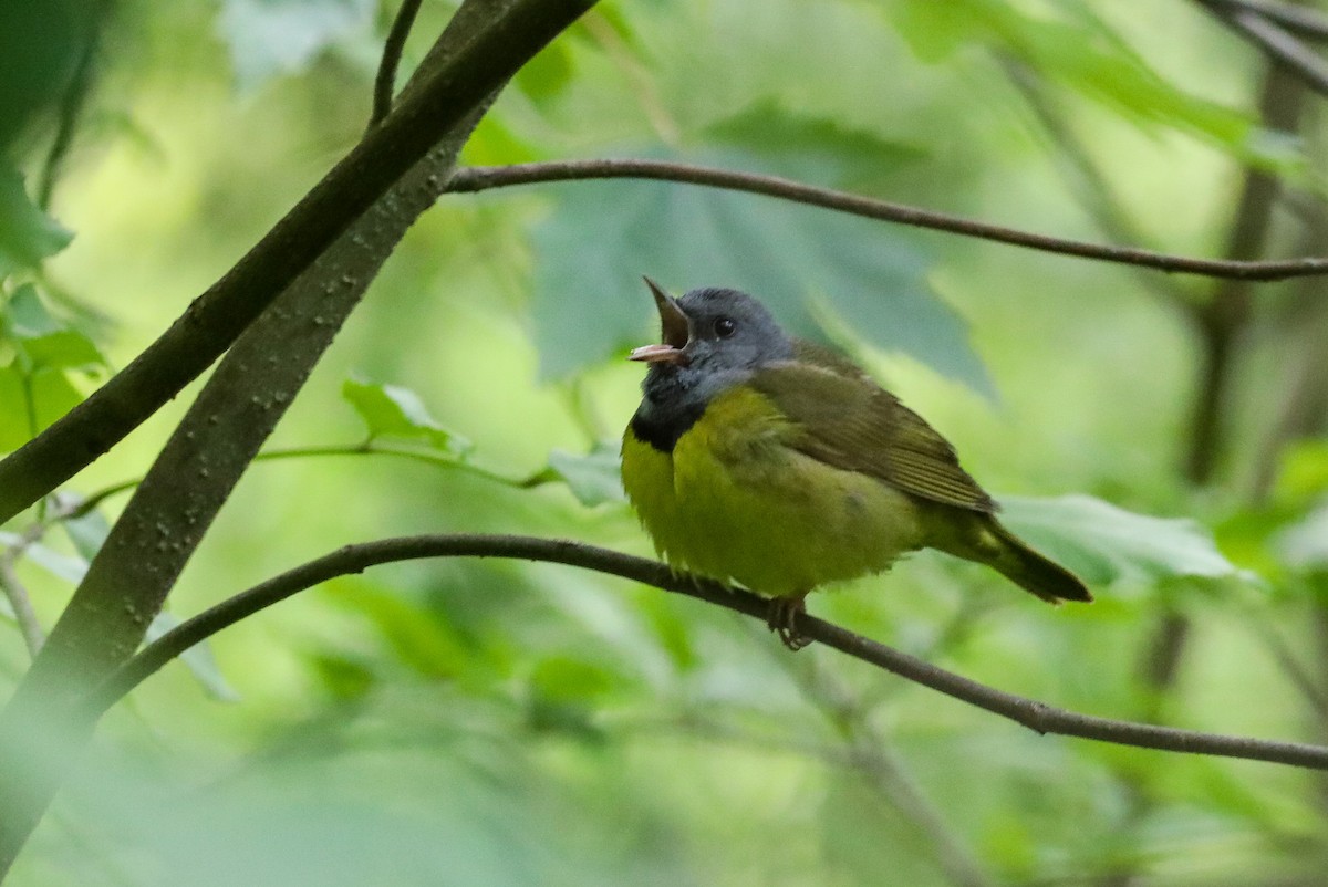 Mourning Warbler - ML636419620