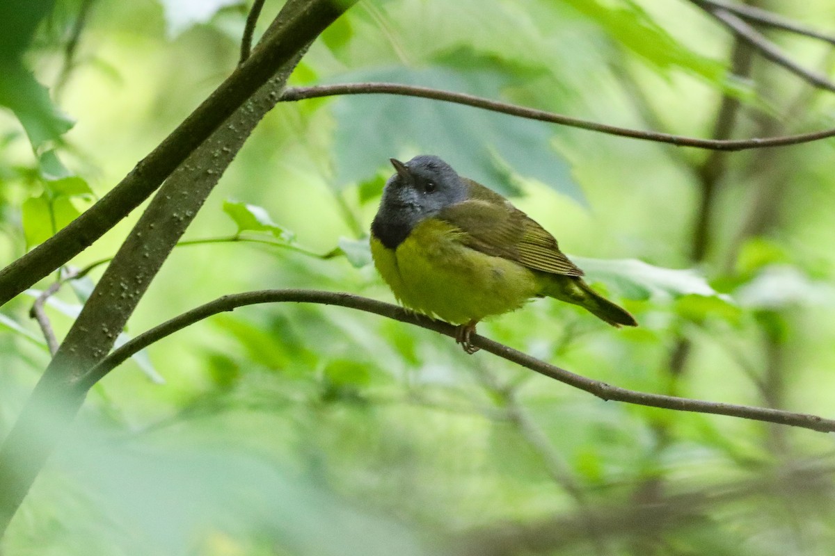 Mourning Warbler - ML636419621