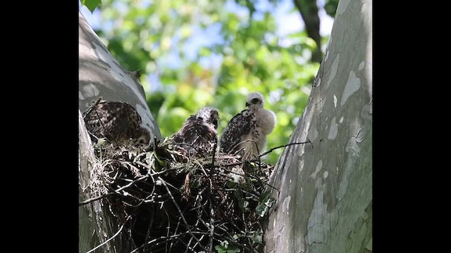 Red-shouldered Hawk - ML636419623