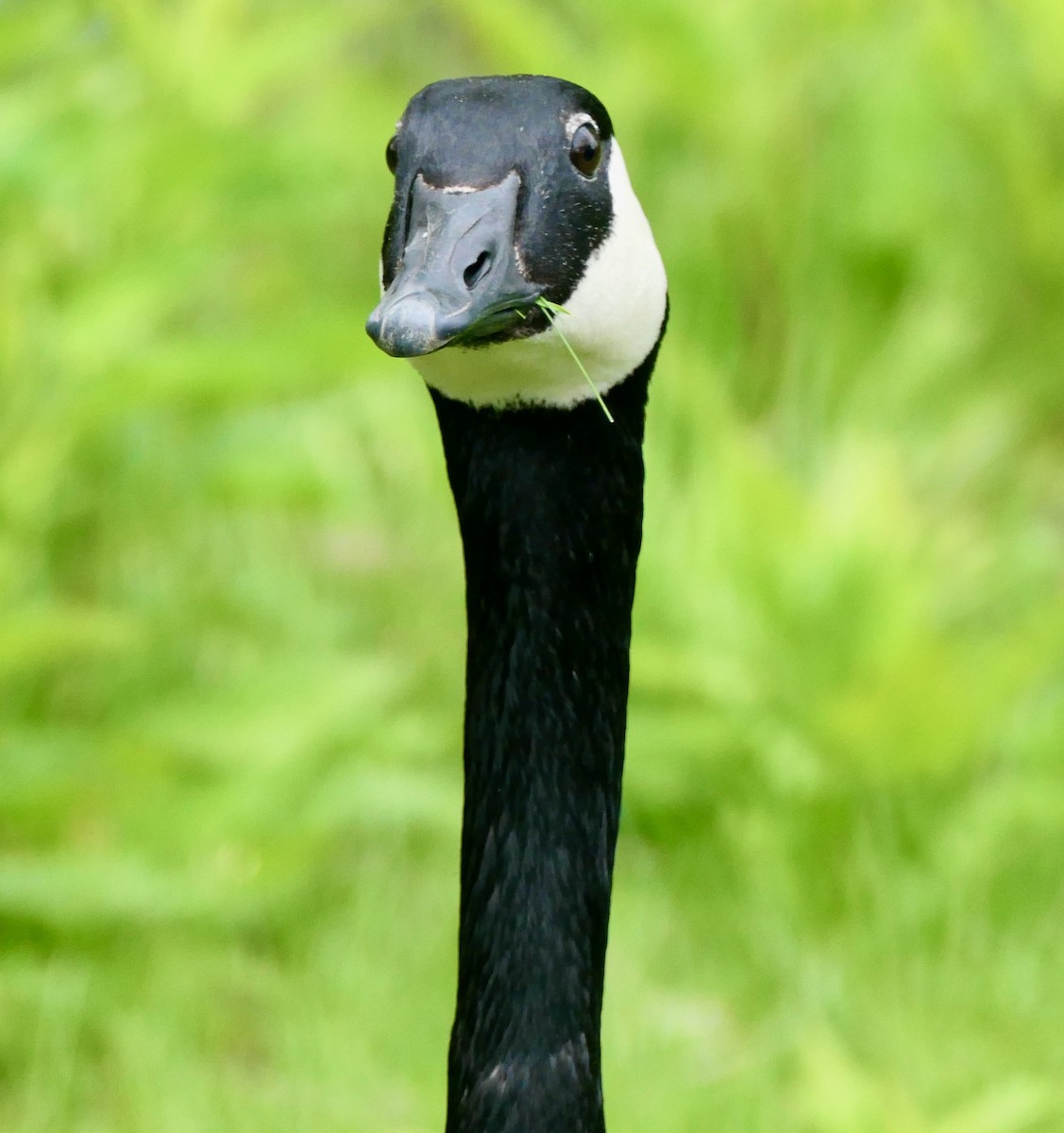 Canada Goose - ML636419627
