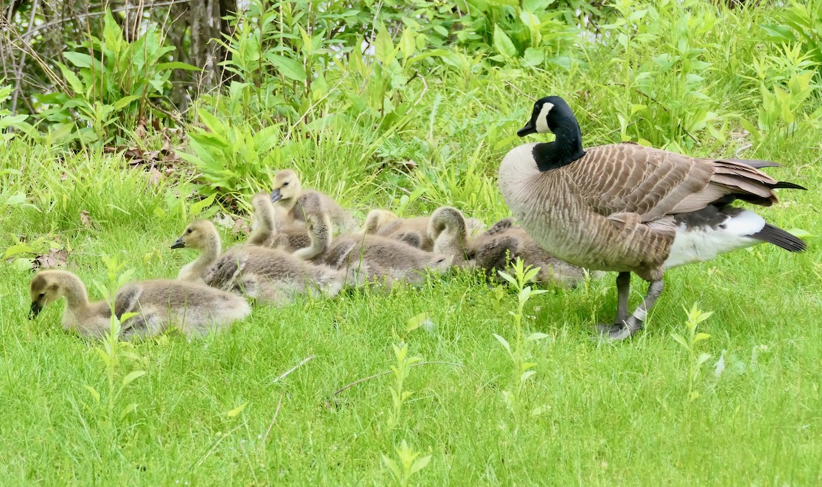 Canada Goose - ML636419628