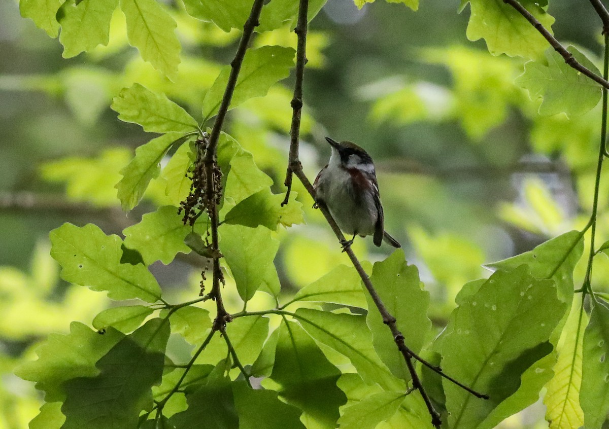 Chestnut-sided Warbler - ML636419689