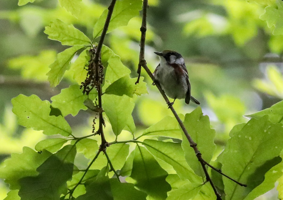Chestnut-sided Warbler - ML636419691