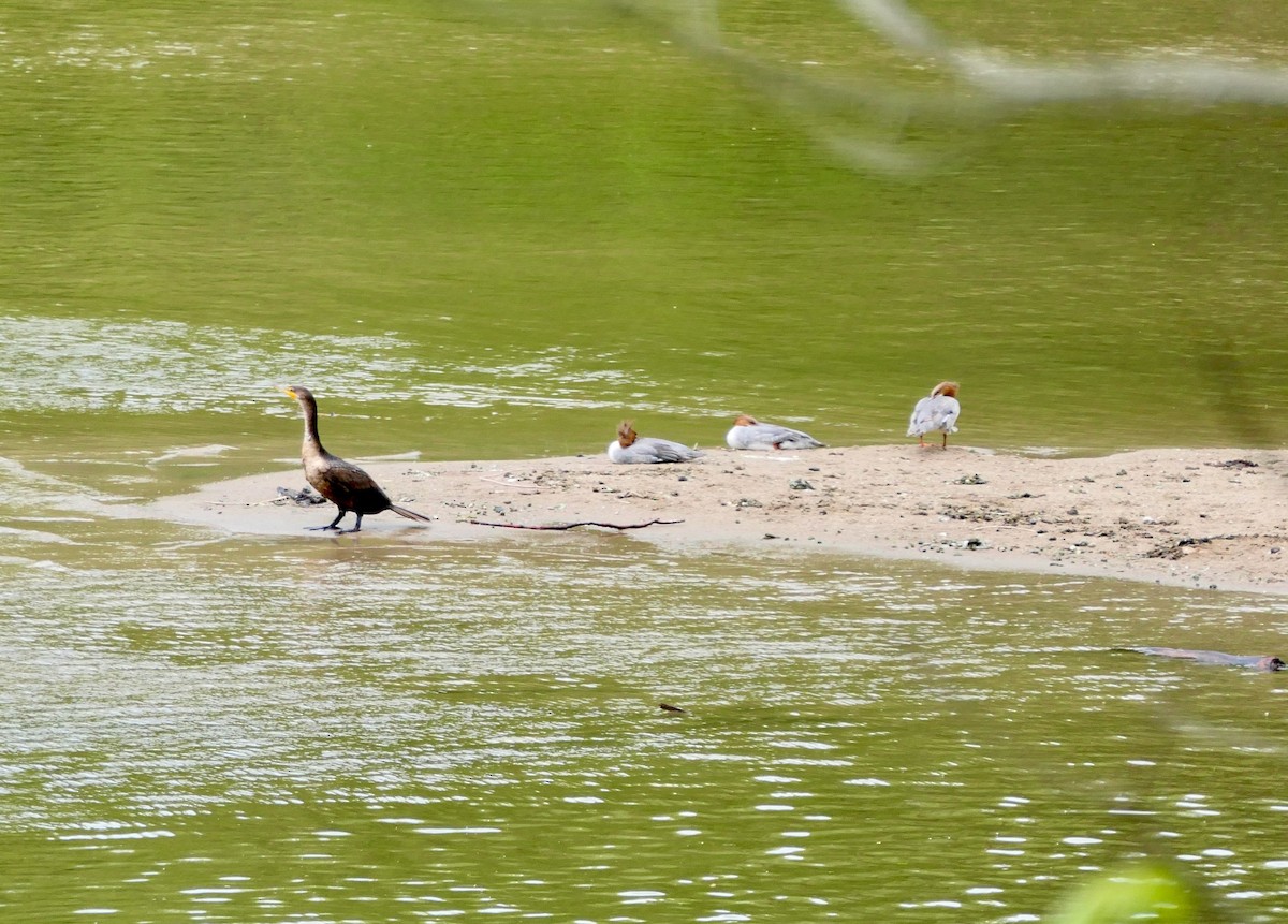 Common Merganser - ML636419694