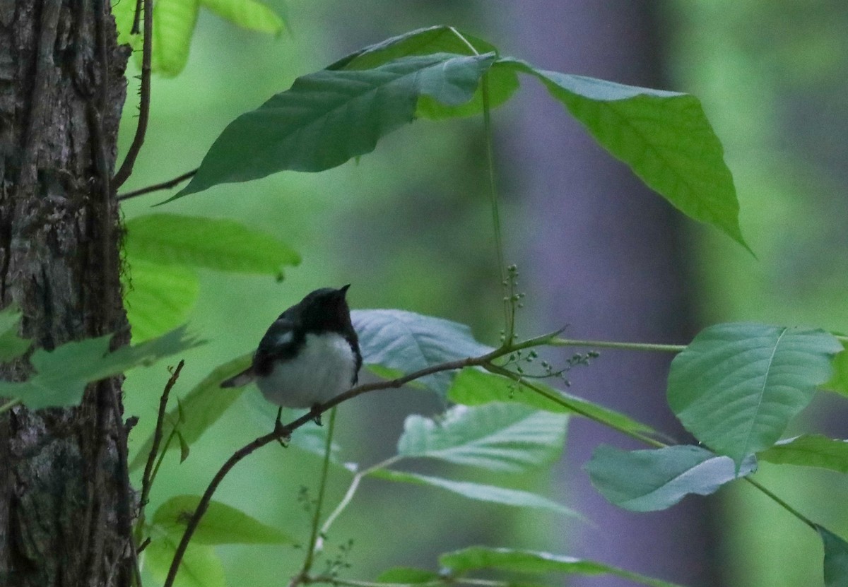 Black-throated Blue Warbler - ML636419703