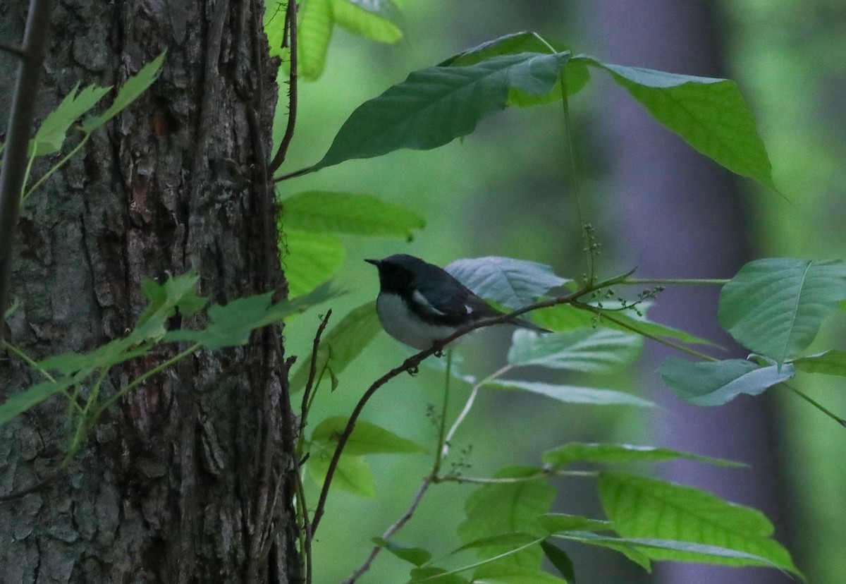 Black-throated Blue Warbler - ML636419704
