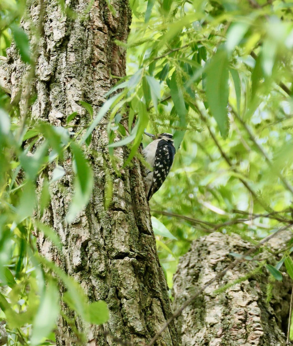 Hairy Woodpecker - ML636419709