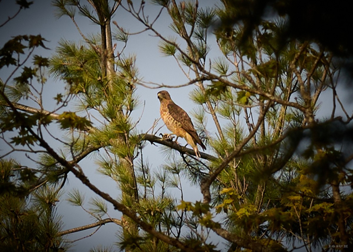 Broad-winged Hawk - ML636419935