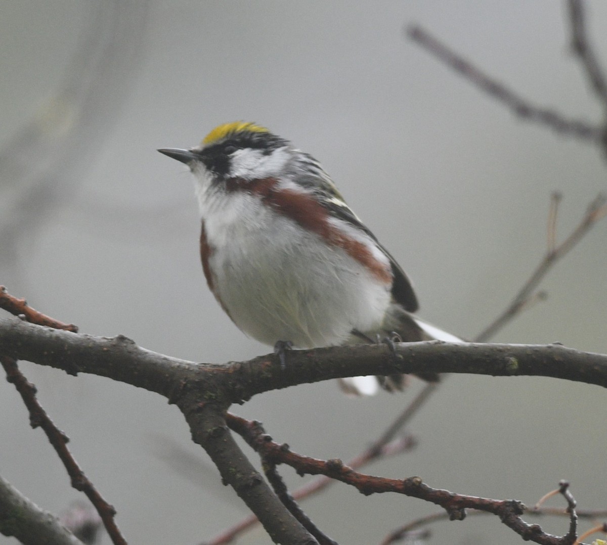 Chestnut-sided Warbler - ML636419955
