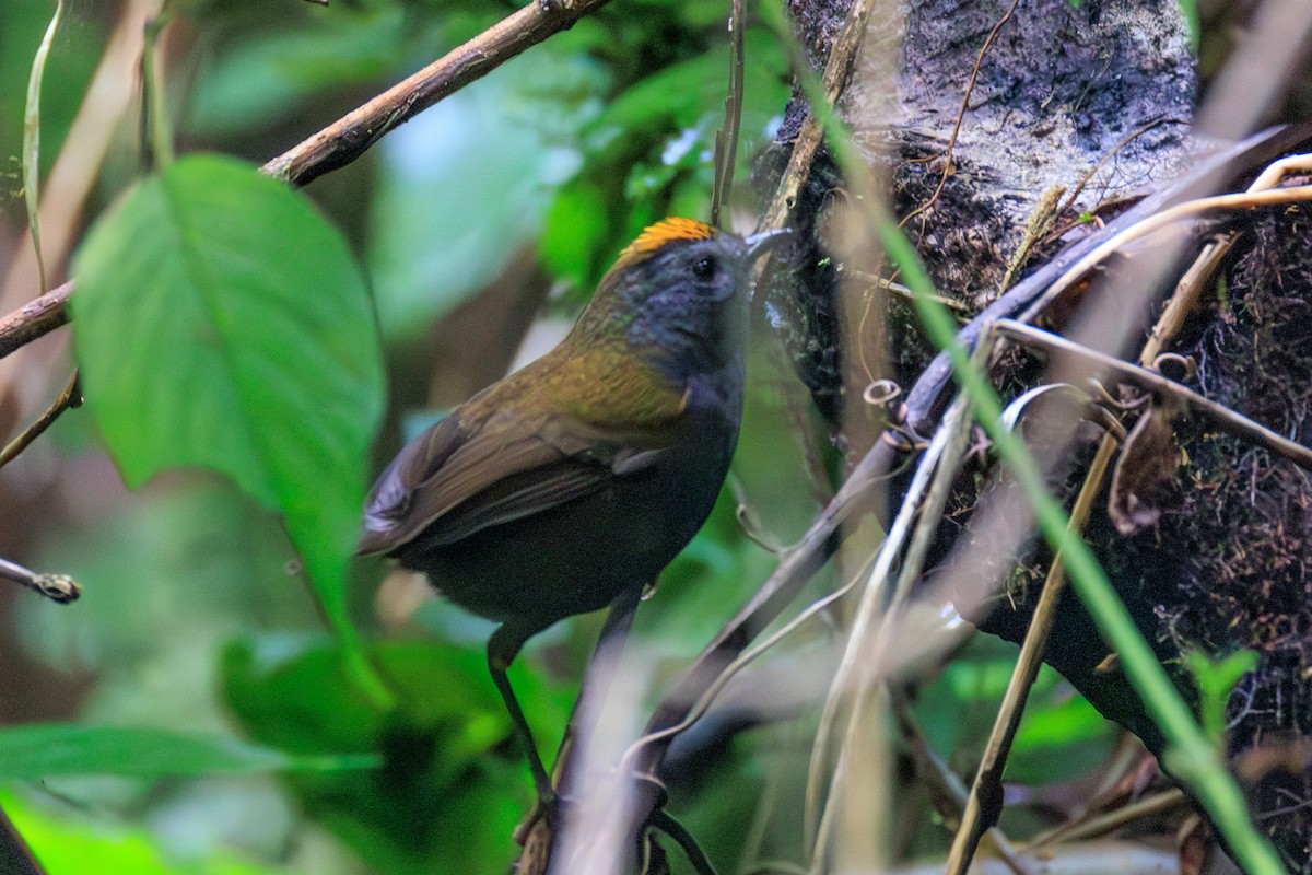 Wrenthrush - ML636419961