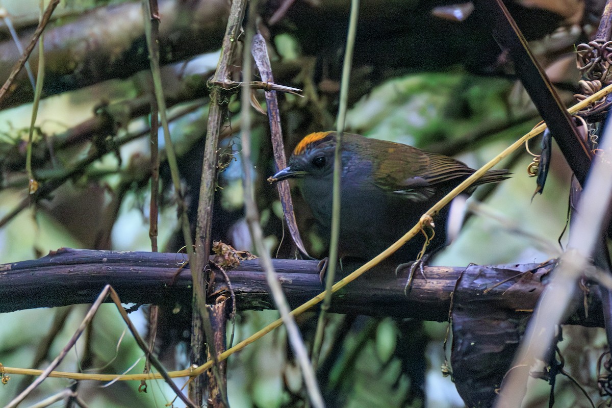 Wrenthrush - ML636419963