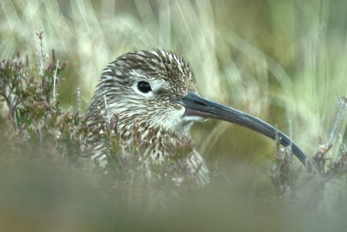 Eurasian Curlew - ML636419984