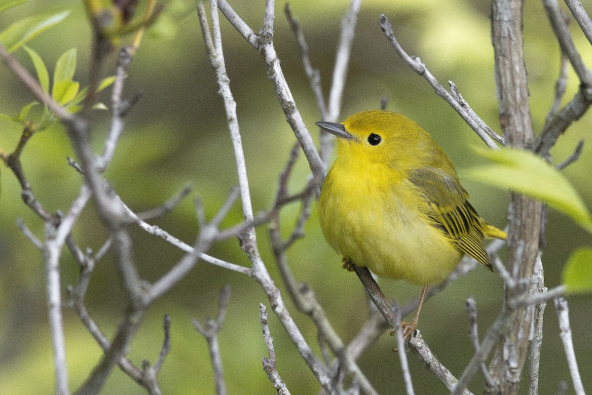 Northern Yellow Warbler - ML636420162