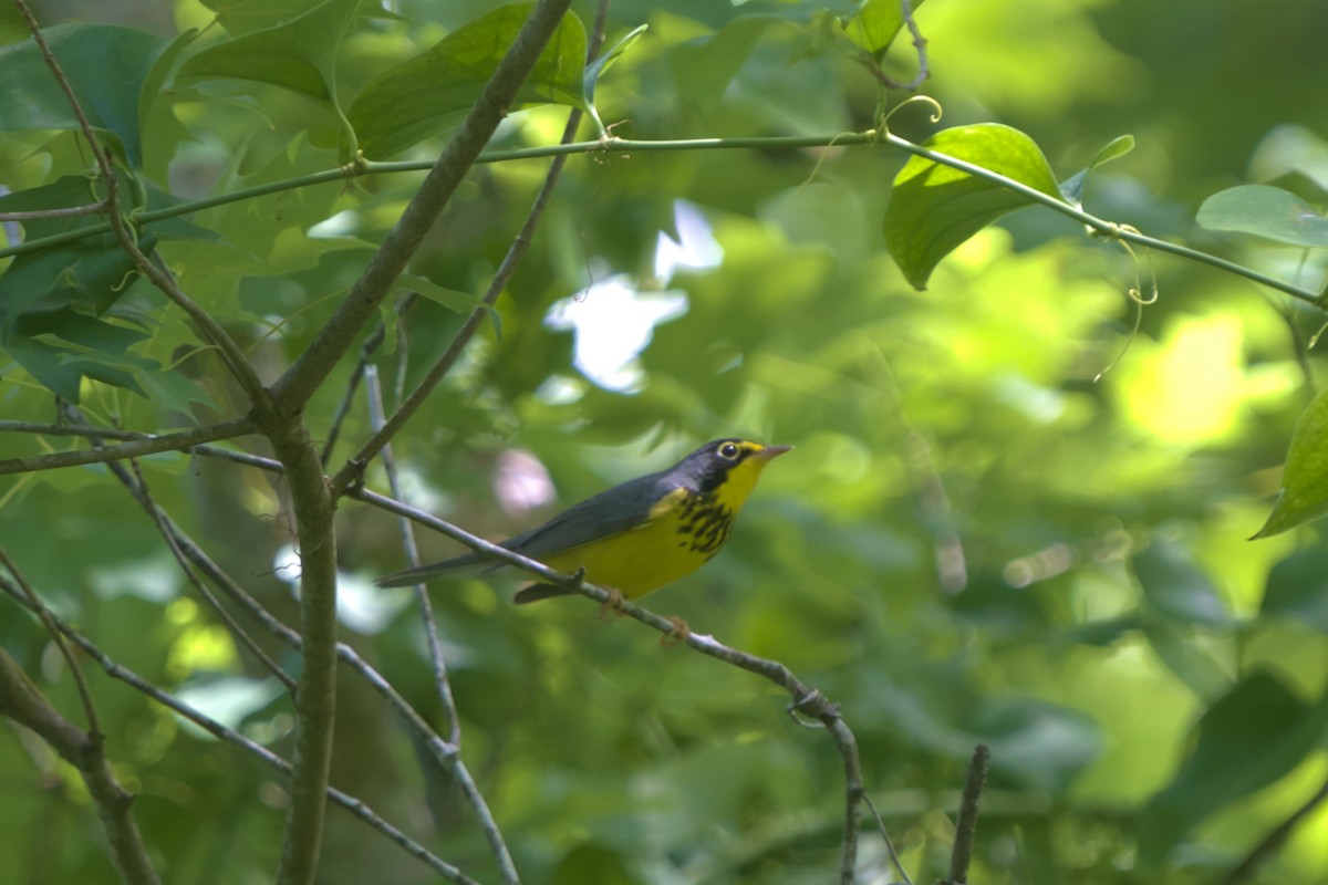Canada Warbler - ML636420270