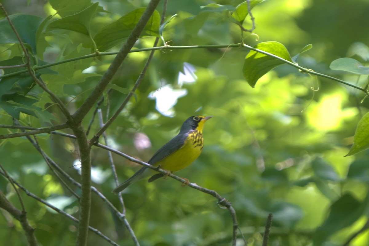 Canada Warbler - ML636420271