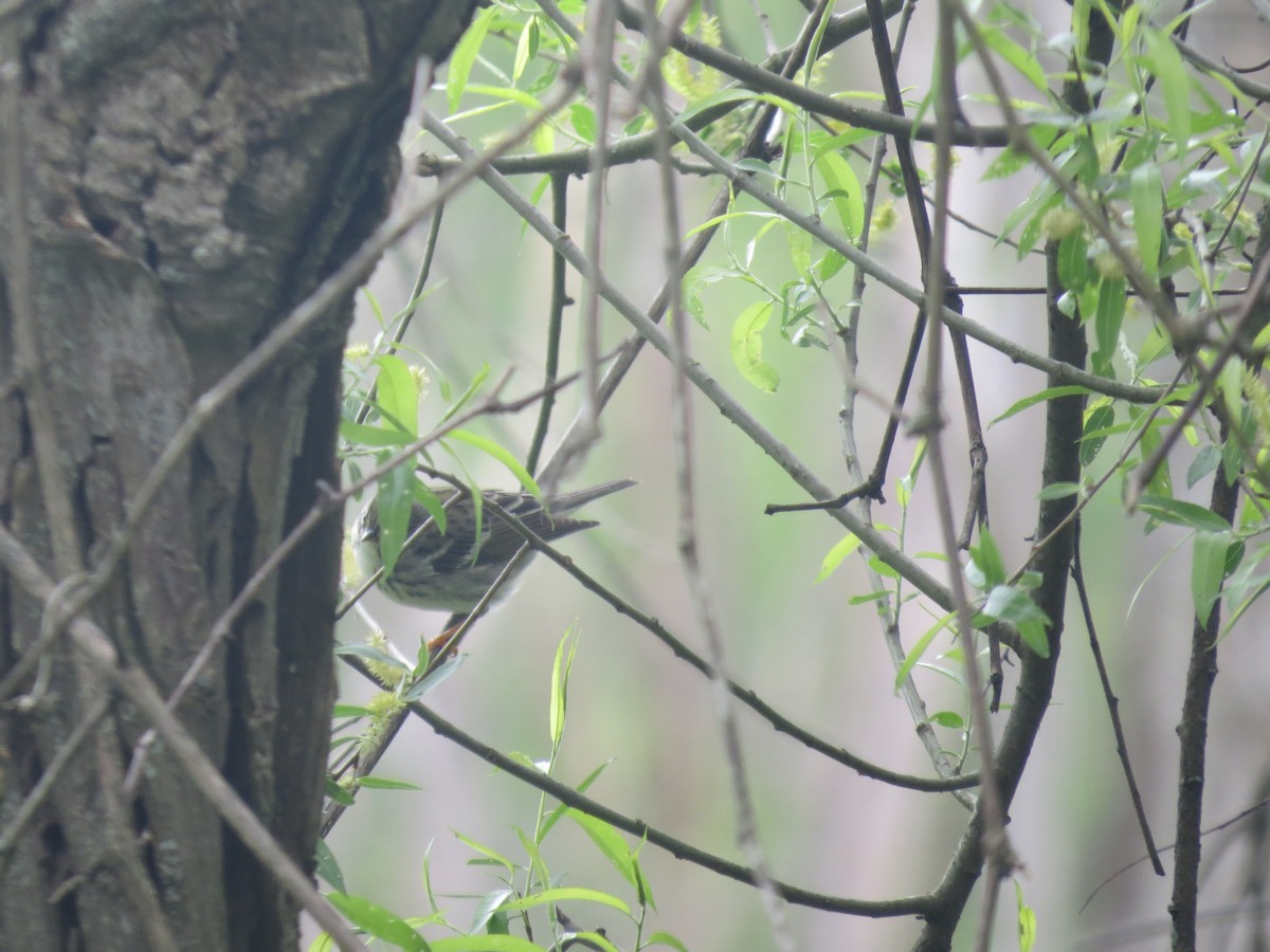 svarthetteparula - ML636420315