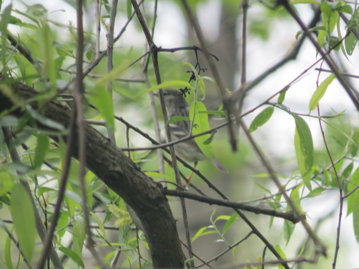 svarthetteparula - ML636420317