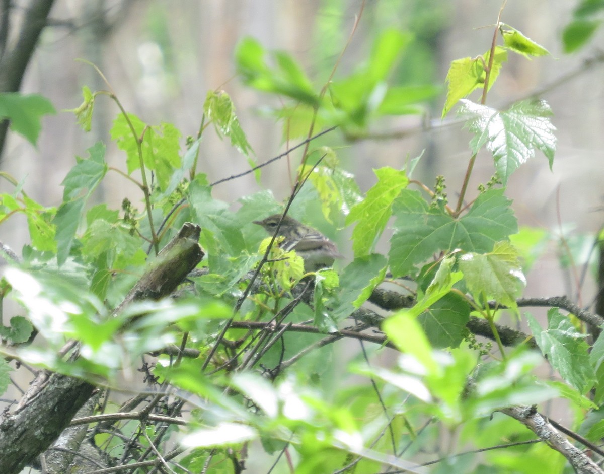 svarthetteparula - ML636420322