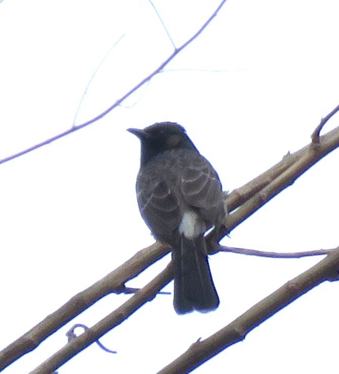 Red-vented Bulbul - ML636420516