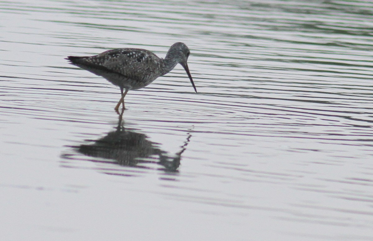 Greater Yellowlegs - ML63642061