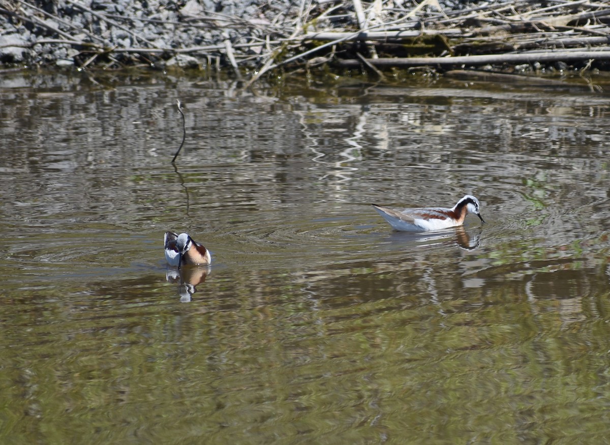 Wilson's Phalarope - ML636420680