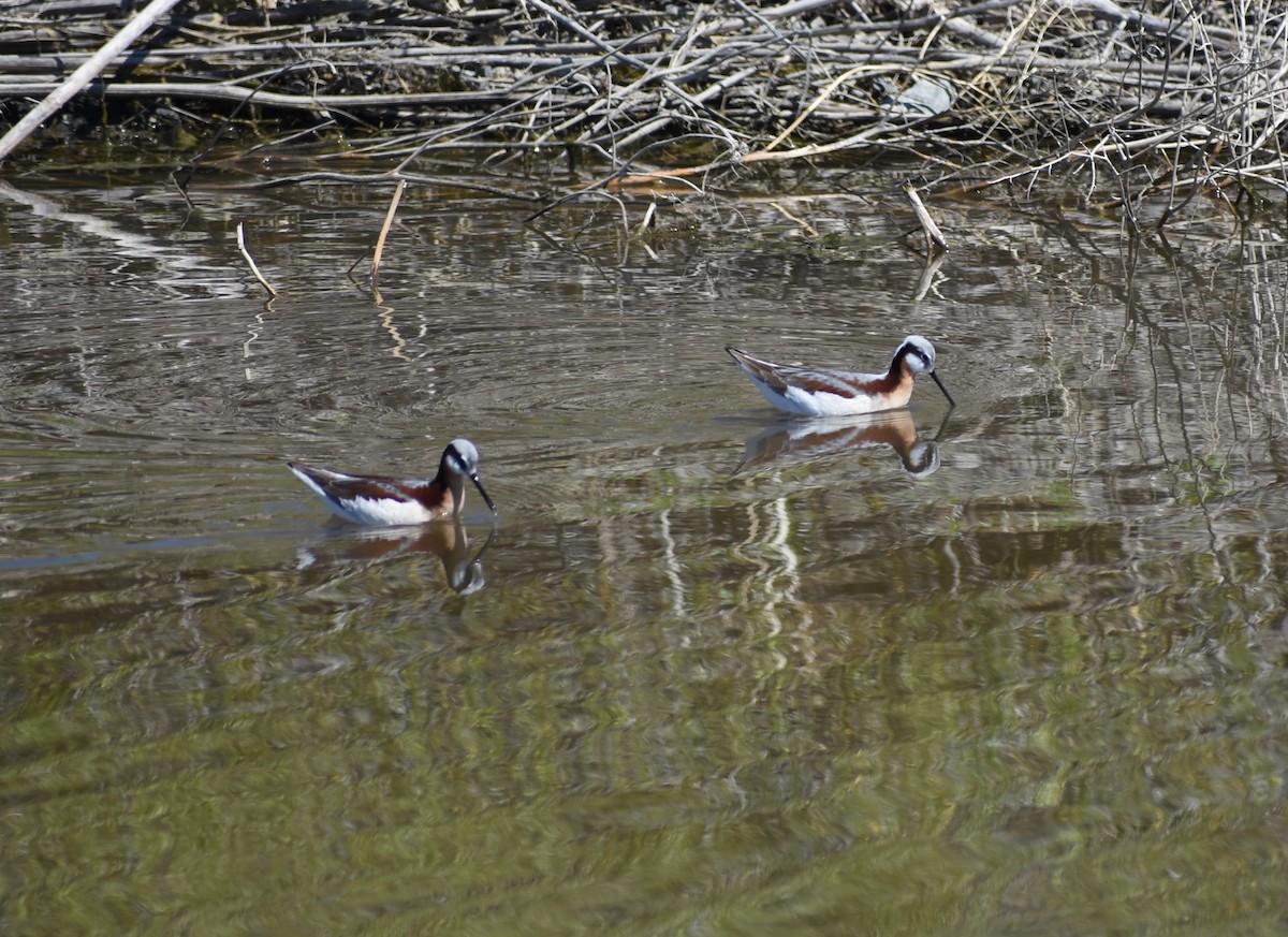 Wilson's Phalarope - ML636420687