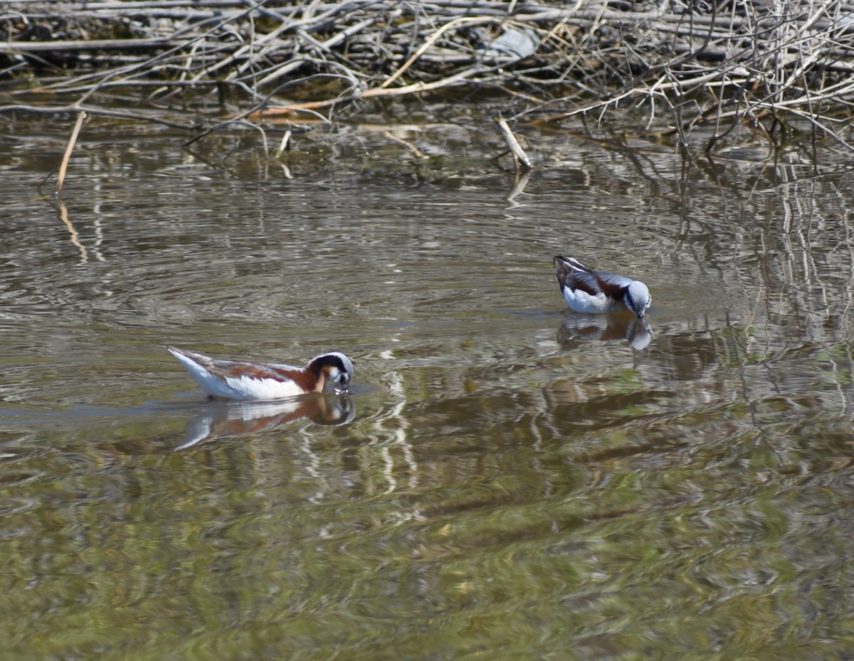 Wilson's Phalarope - ML636420701