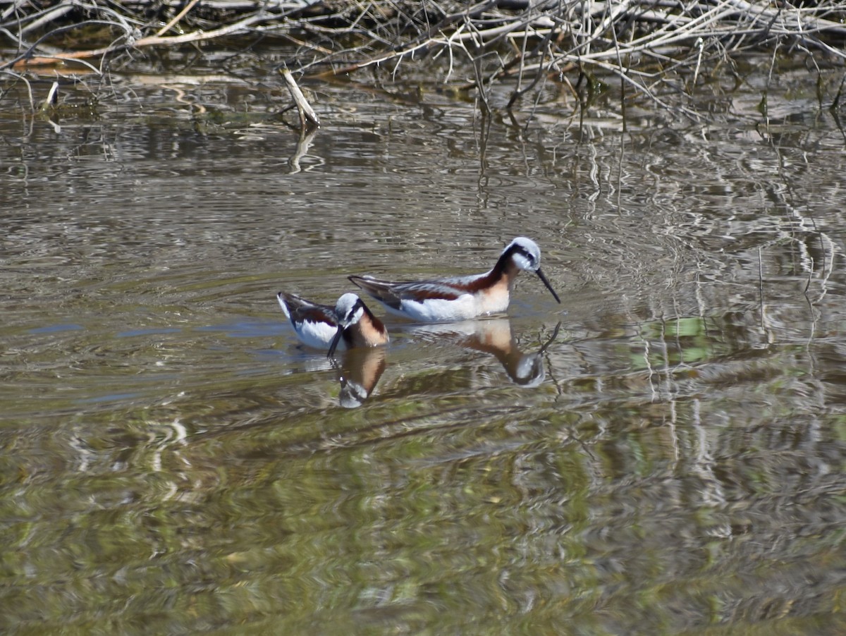 Wilson's Phalarope - ML636420706