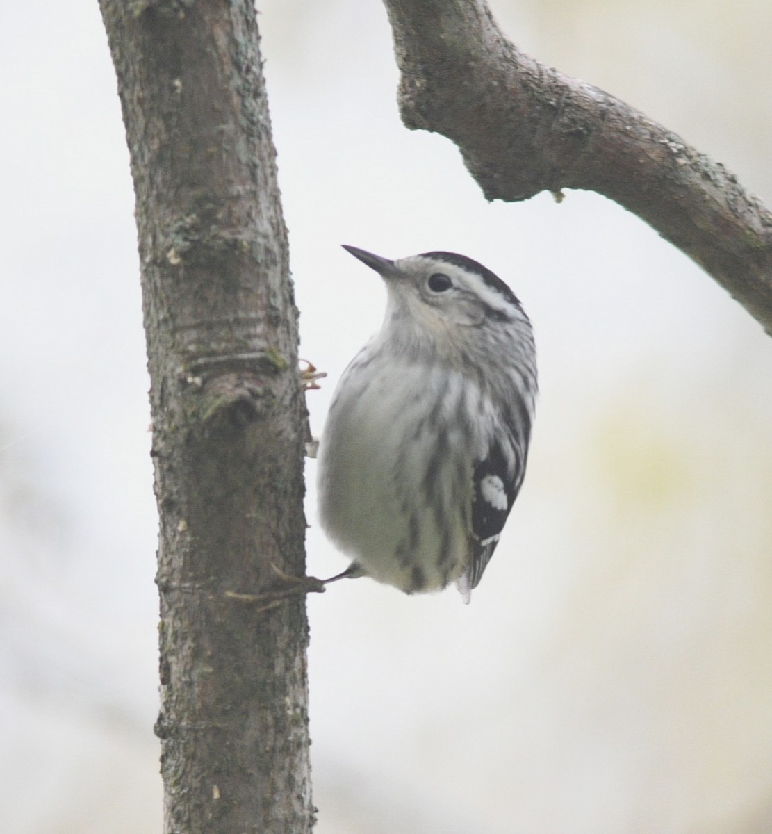 Black-and-white Warbler - ML636420724