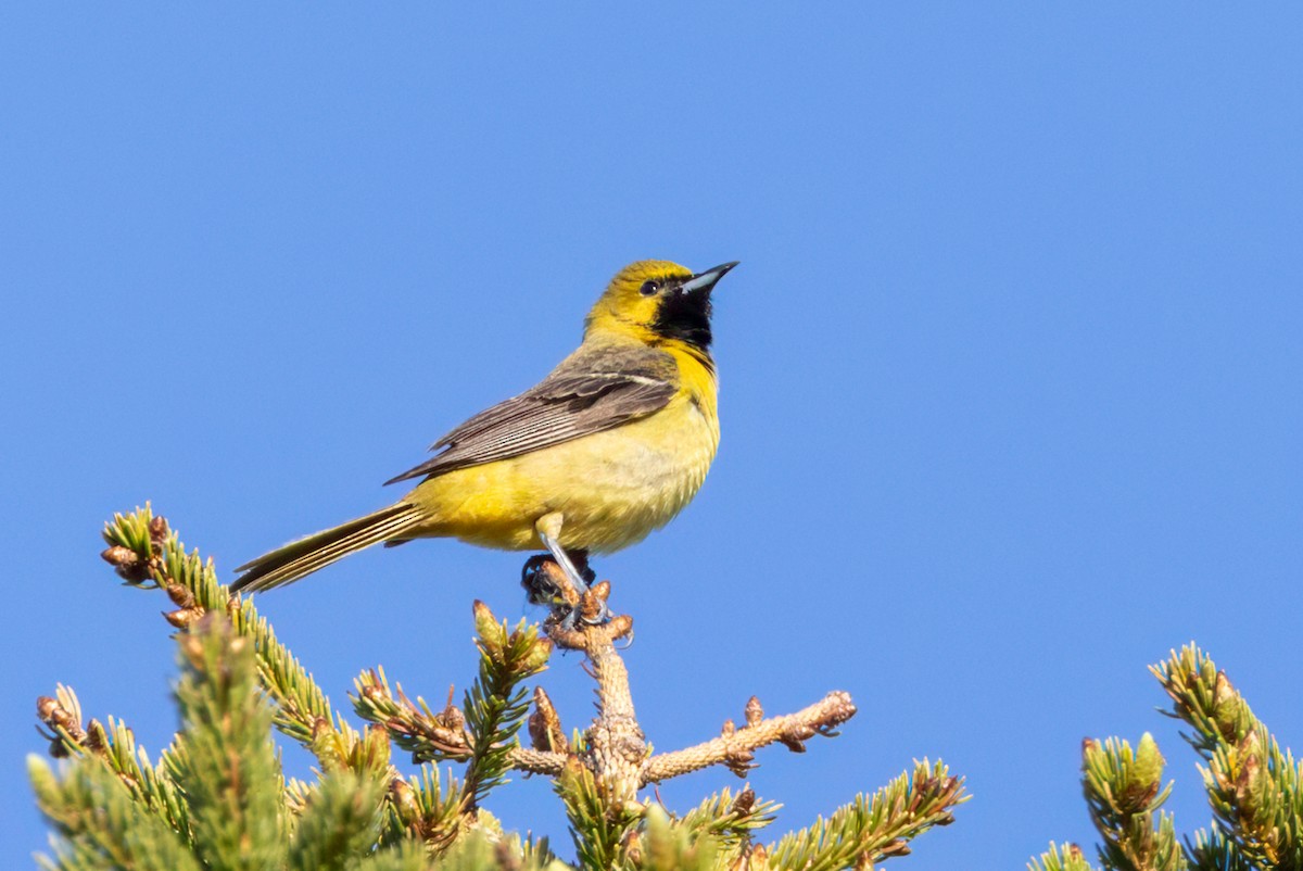 Orchard Oriole - ML636420937