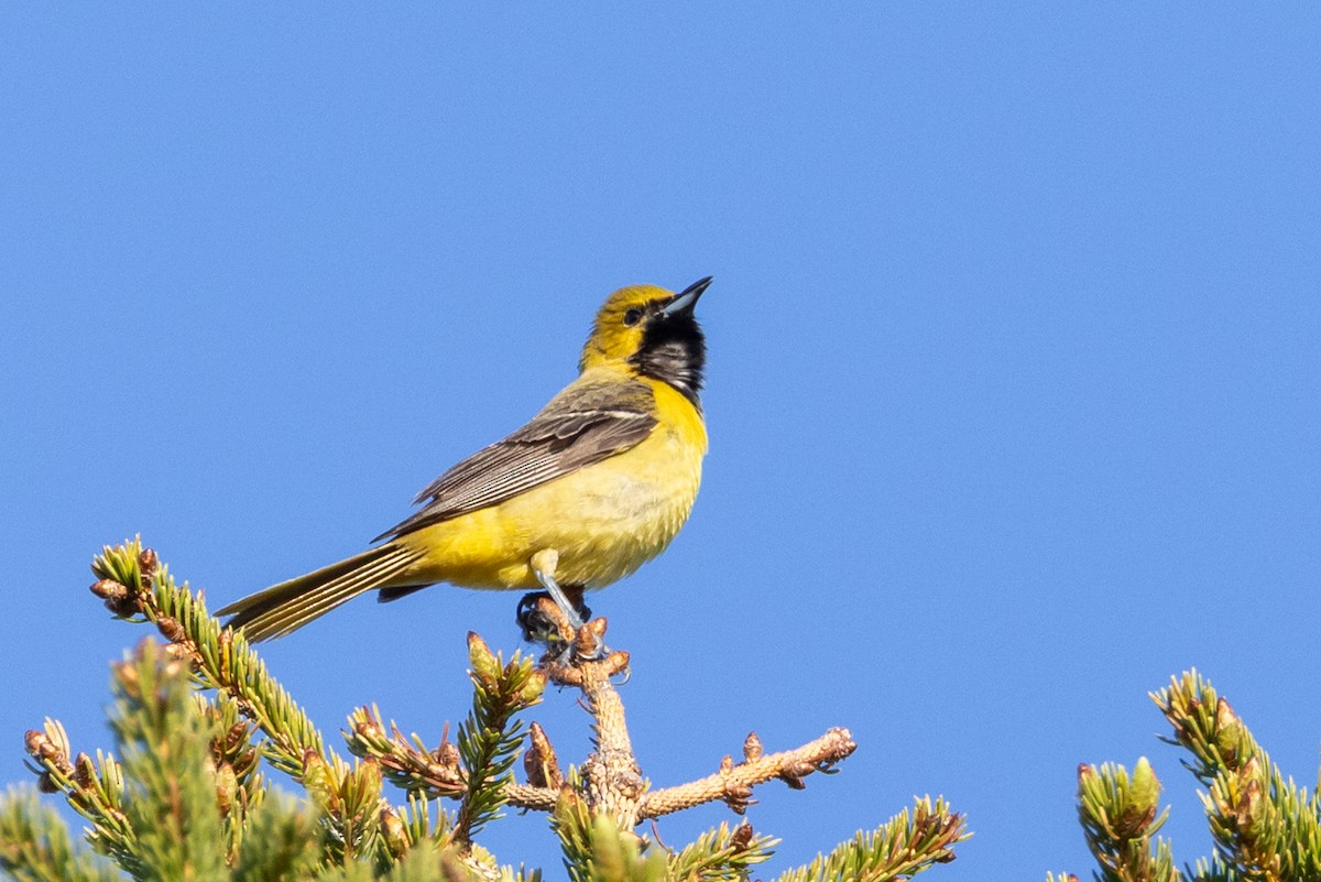 Orchard Oriole - ML636420938