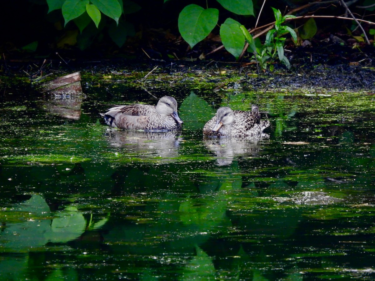 Бор нугас - ML636421021