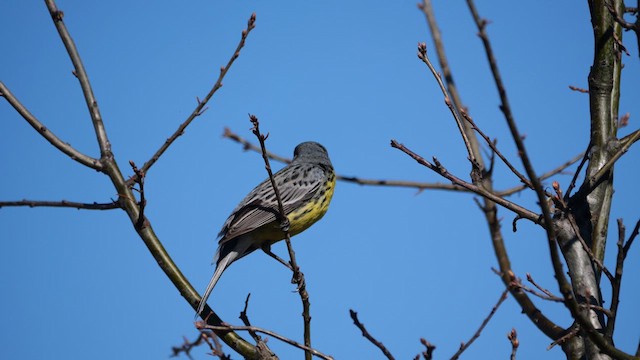 Kirtland's Warbler - ML636421097