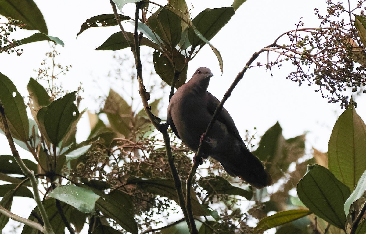 Short-billed Pigeon - ML636421155