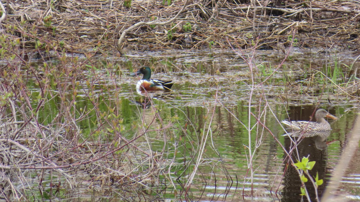 Northern Shoveler - ML636421191