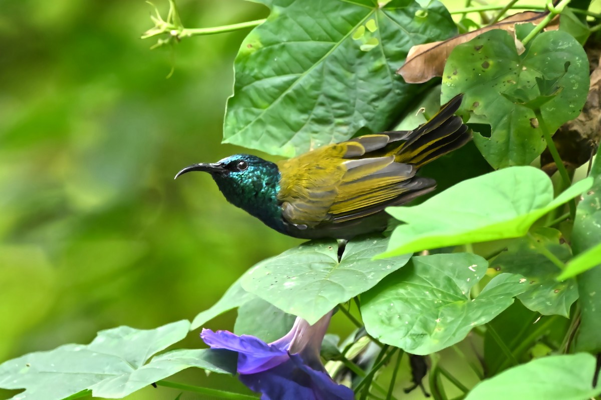 Green-headed Sunbird - ML636421211