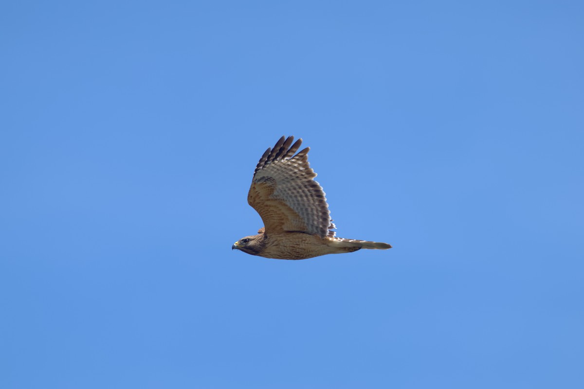 Red-shouldered Hawk - ML636421219