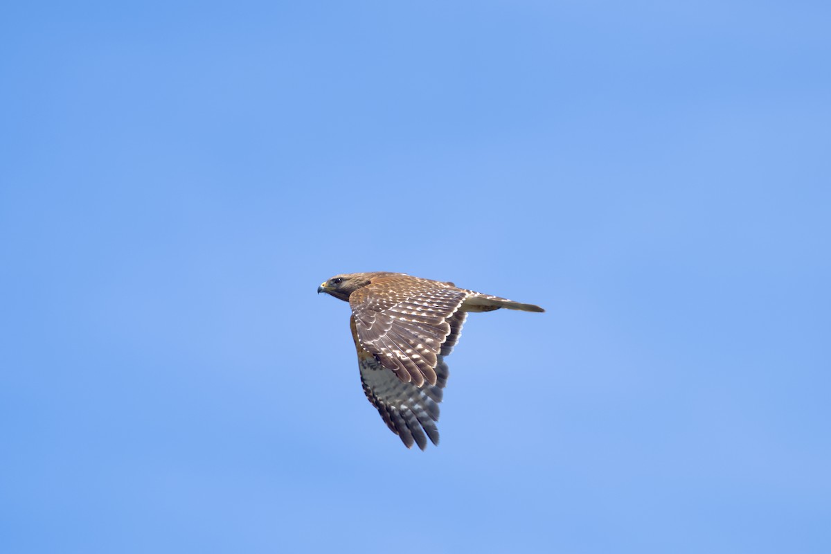 Red-shouldered Hawk - ML636421221