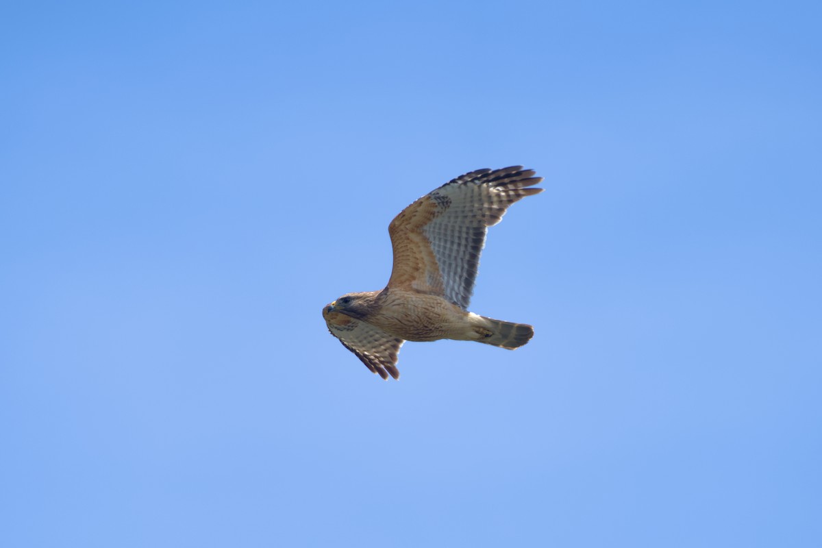 Red-shouldered Hawk - ML636421222
