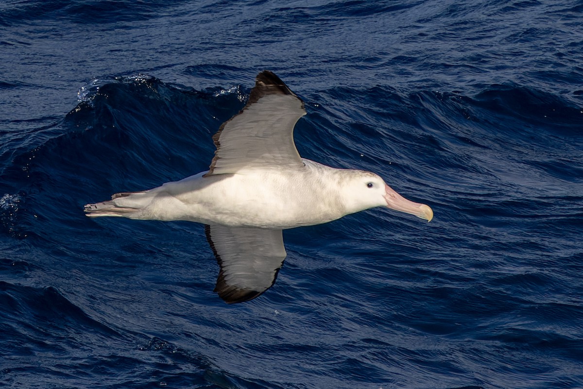 Albatros Viajero/de Tristán de Acuña/de las Antípodas - ML636421293