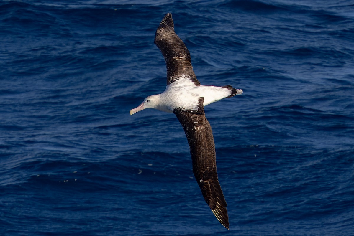 Albatros Viajero/de Tristán de Acuña/de las Antípodas - ML636421297
