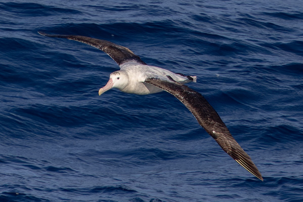 Albatros Viajero/de Tristán de Acuña/de las Antípodas - ML636421310