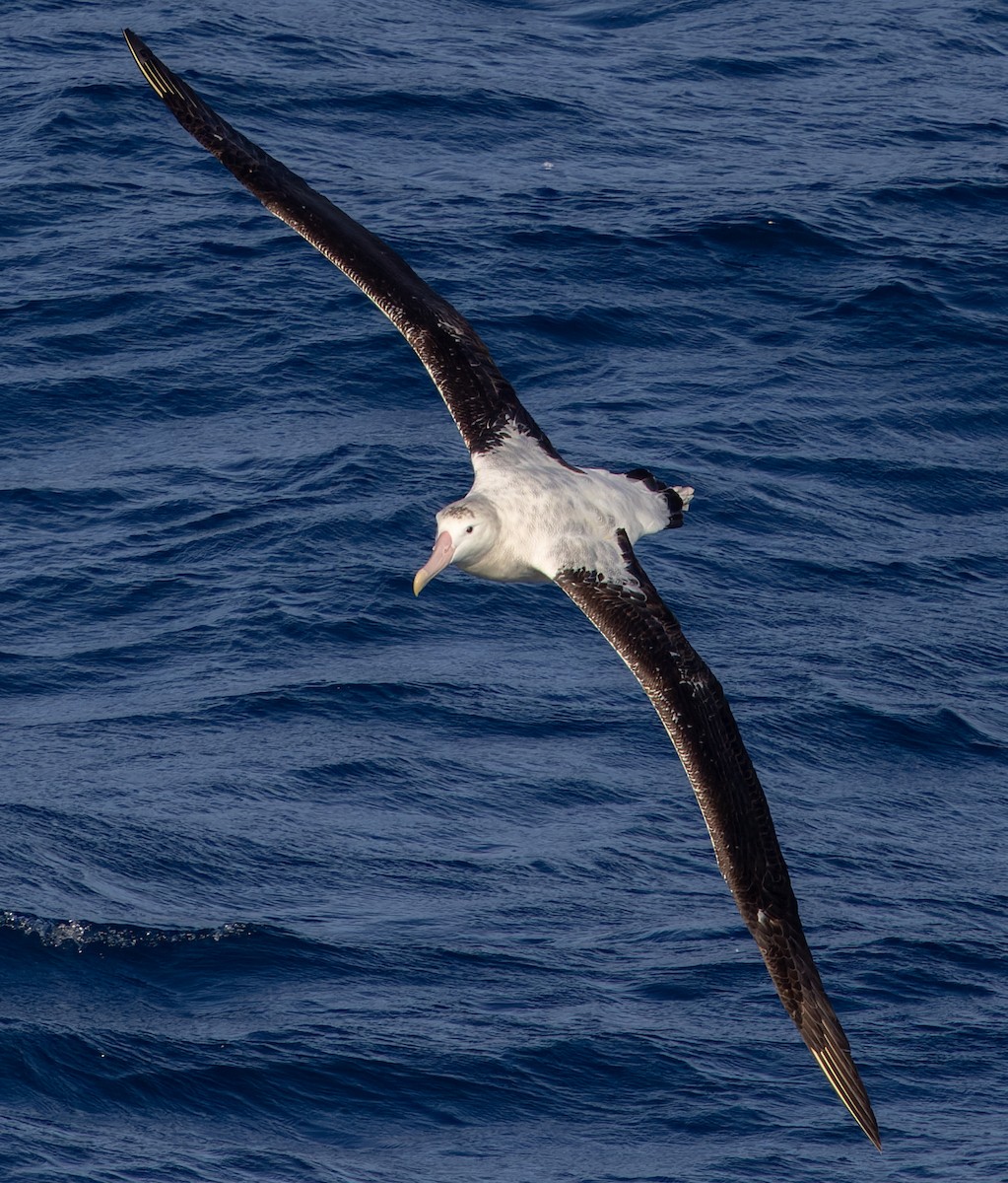 Albatros Viajero/de Tristán de Acuña/de las Antípodas - ML636421314