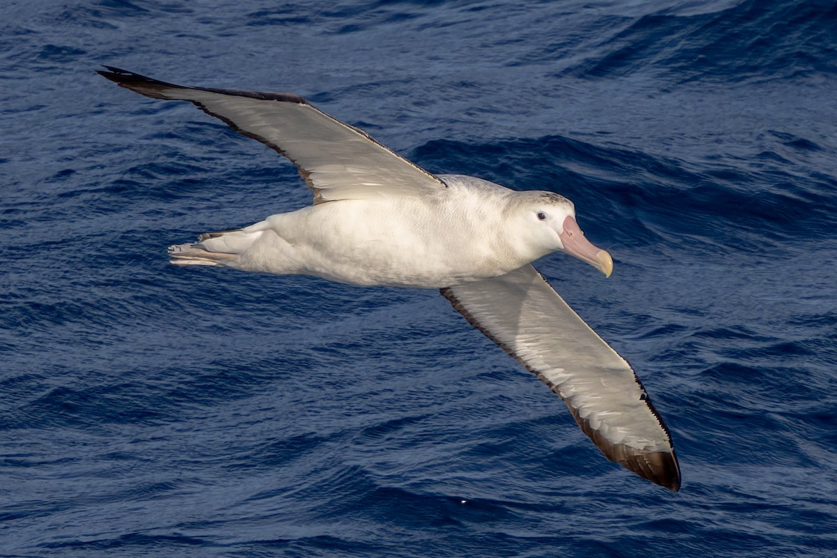 Albatros Viajero/de Tristán de Acuña/de las Antípodas - ML636421316