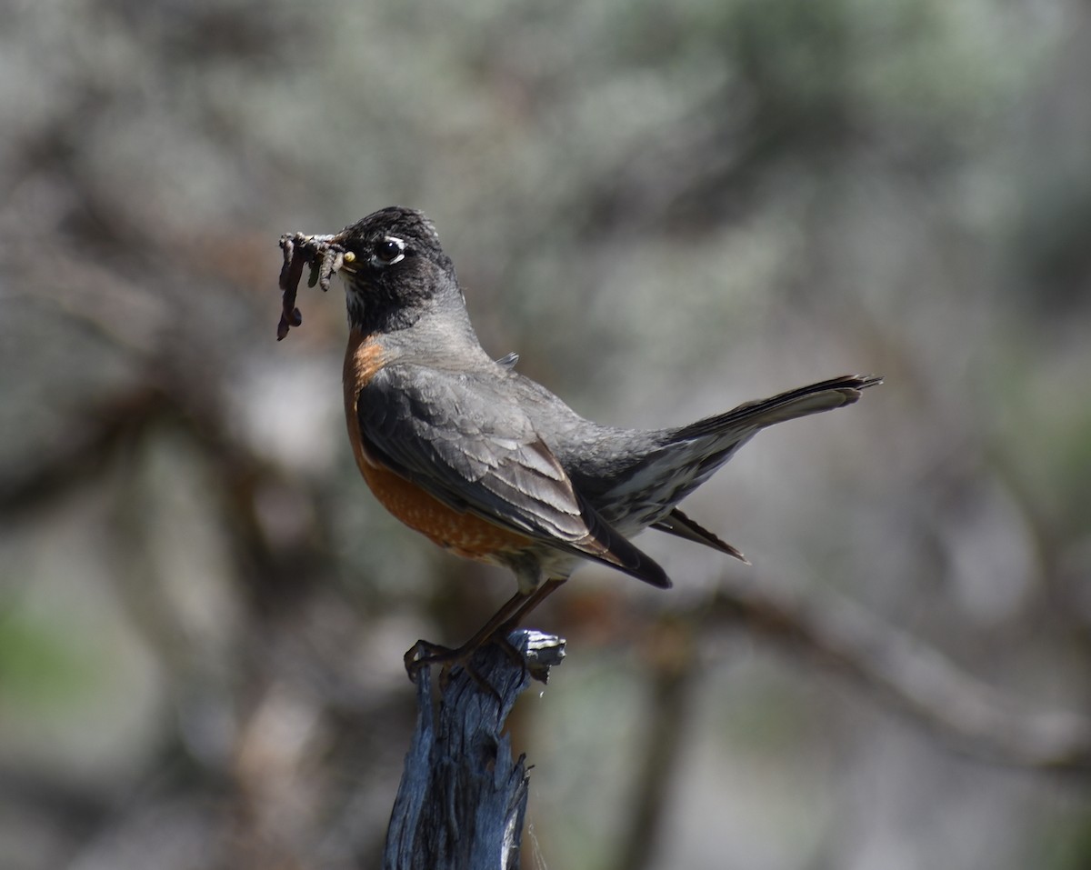 American Robin - ML636421391