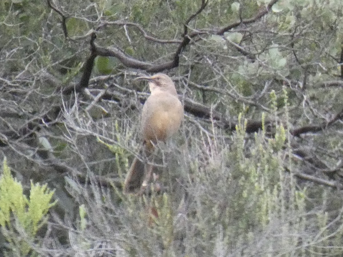 California Thrasher - ML636421419