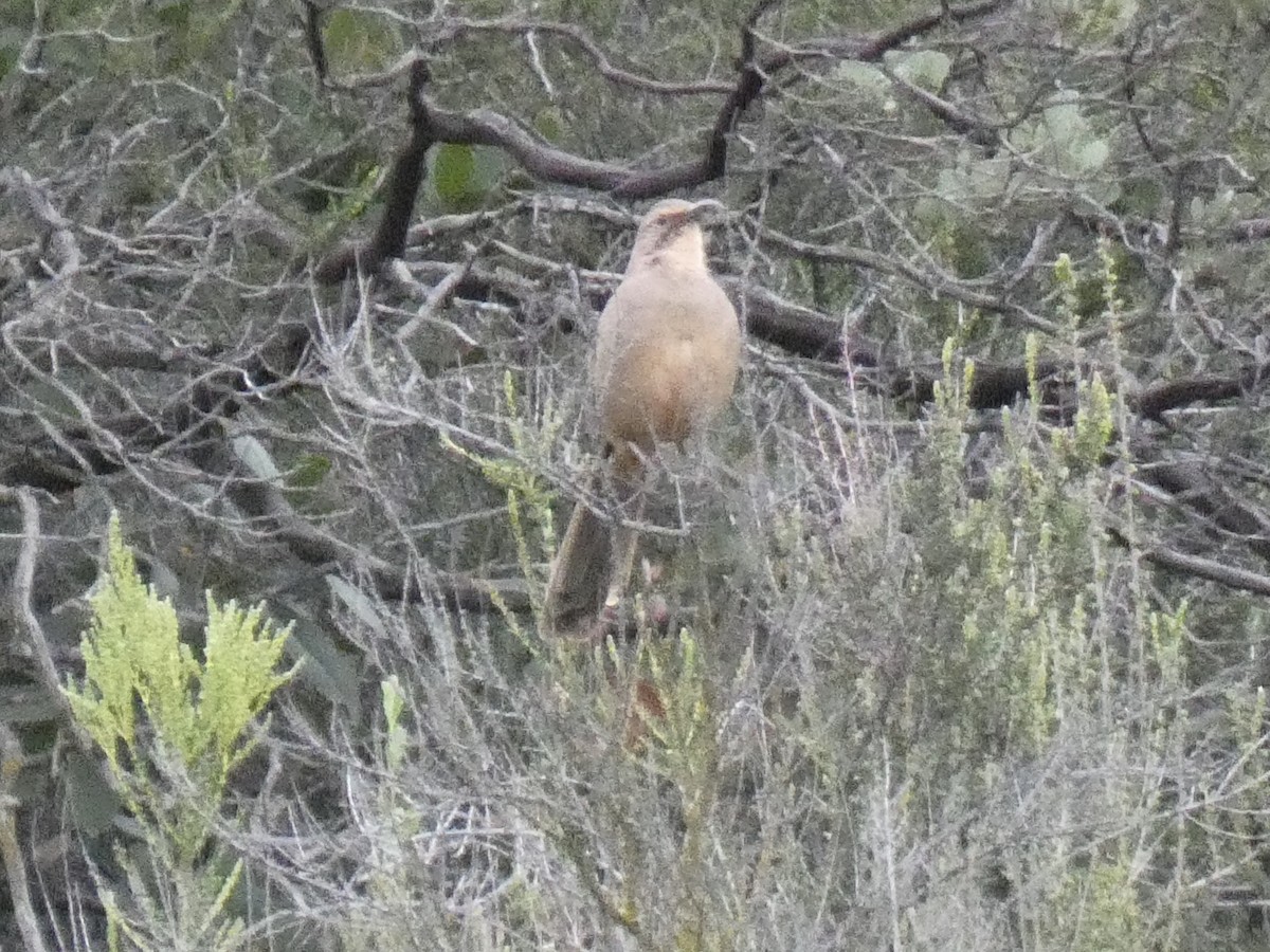 California Thrasher - ML636421420